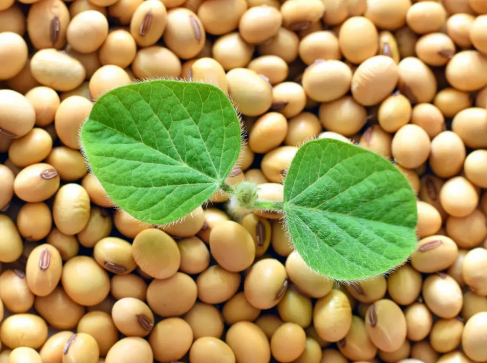 农业农村部启动  2022年农垦带头扩种大豆行动