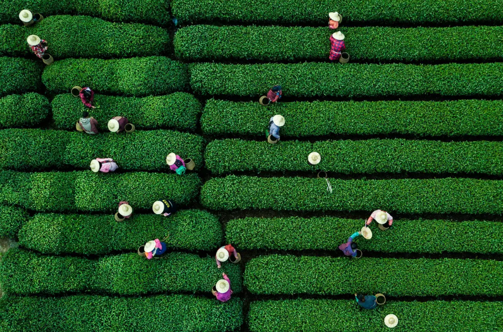 “521世界茶日”直播预告 | 中食展×“茶仙子”鲍丽丽，约您共饮一杯中国茶！