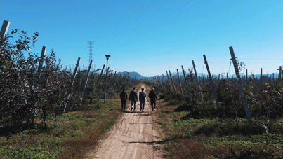 中食展优选 | 苹果酿制的琼浆玉液，源自烟台的果酒新星！