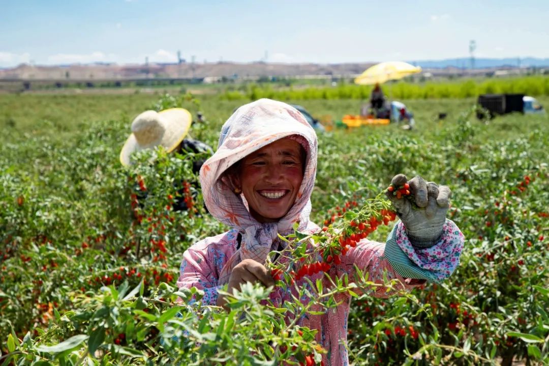 展商推荐 | 枸杞从此喝着吃，杞滋堂入驻2023上海中食展