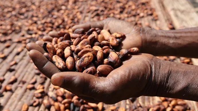 可可豆减产，巧克力价格要大涨！中国市场会怎样？