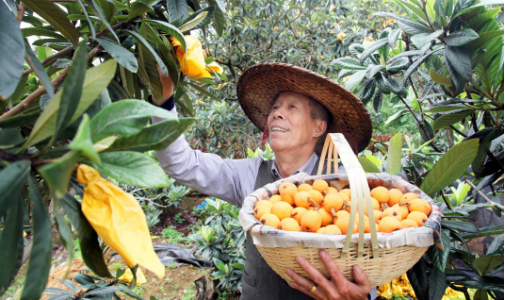 中食快讯|“路桥枇杷”获批国家地理标志证明商标